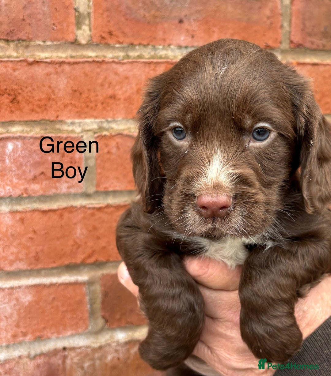 Cocker Spaniel dogs for sale: Quality Cocker Spaniel Puppies - Advert 10