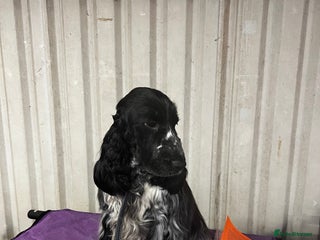 Cocker Spaniel dogs STUD - Show Cocker Spaniel - Advert 16