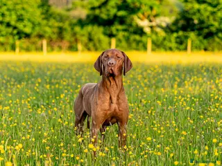 Hungarian Vizsla dogs KC Registered Smooth Hungarian Vizsla in Penrith - Advert 8