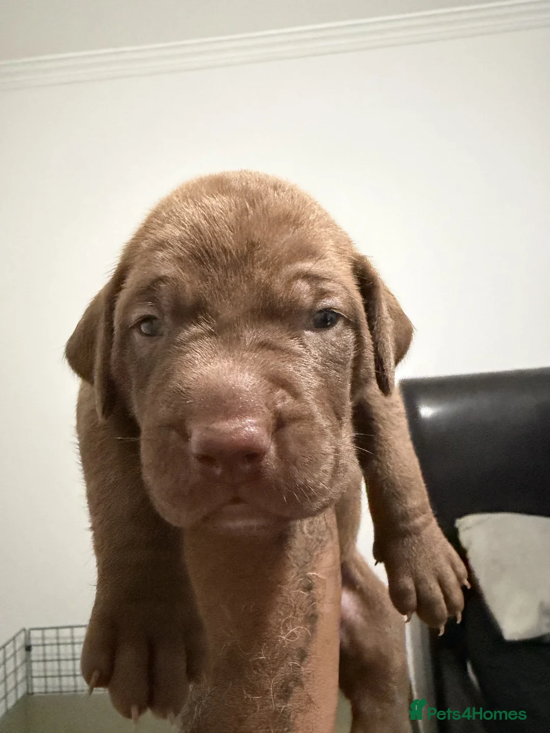 Mixed Breed dogs for sale: Beautiful Staffy/Viszla Puppies for Loving Homes - Advert 1