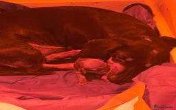 Miniature Dachshund dogs for sale: Shaded Cream Short Miniature Dachshund - Image 8
