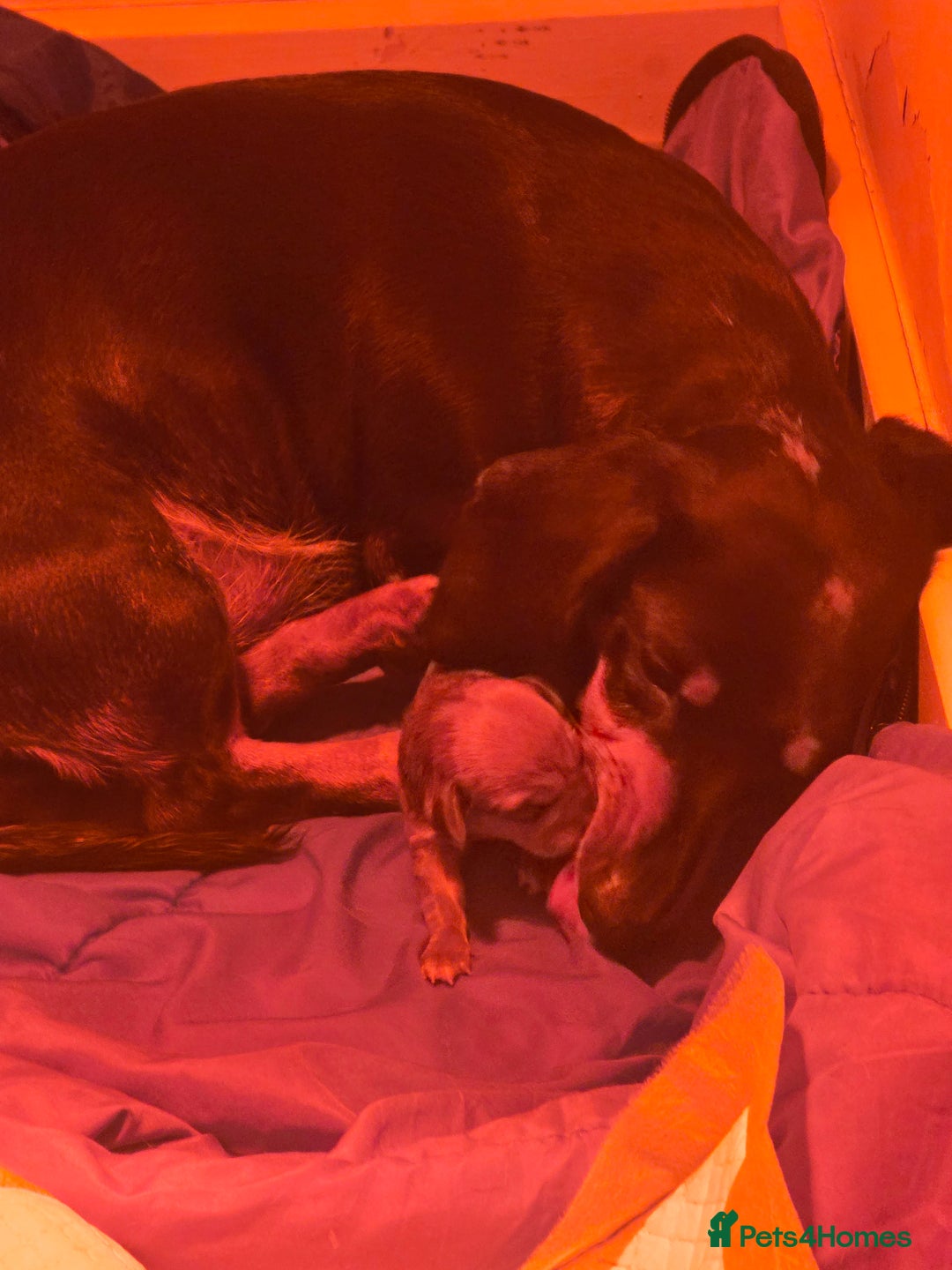 Miniature Dachshund dogs for sale: Shaded Cream Short Miniature Dachshund - Image 8