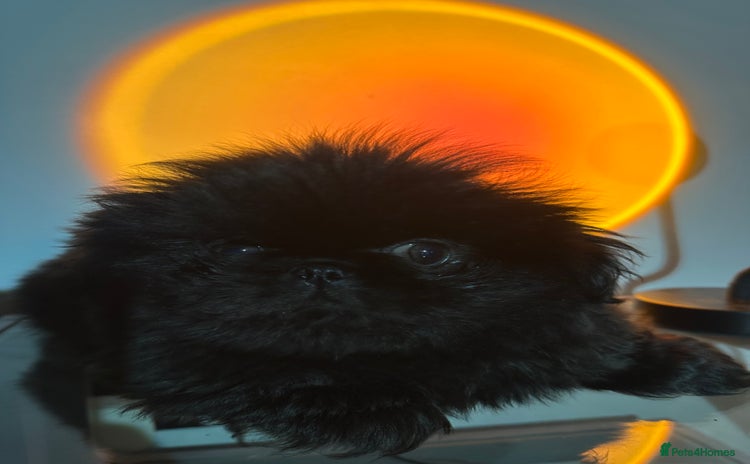 Pekingese dogs - Advert 13