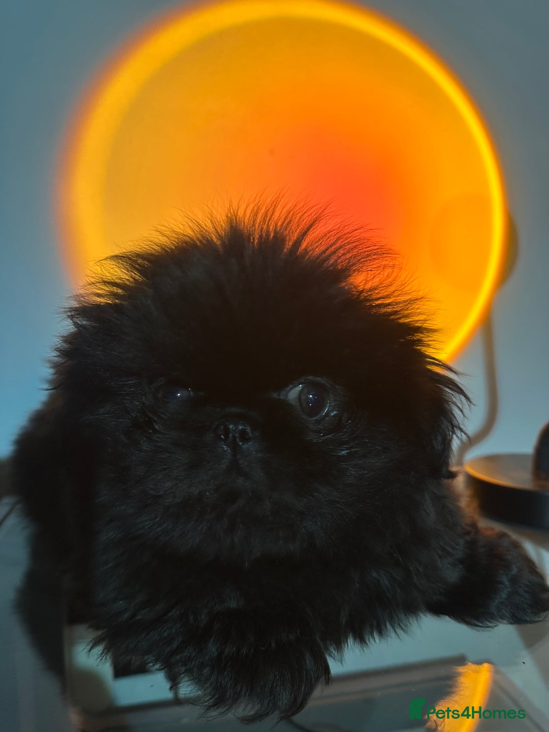 Pekingese dogs for sale: LAST PEKINGESE GIRL AVAILABLE FULLY VACCINATED - Image 1