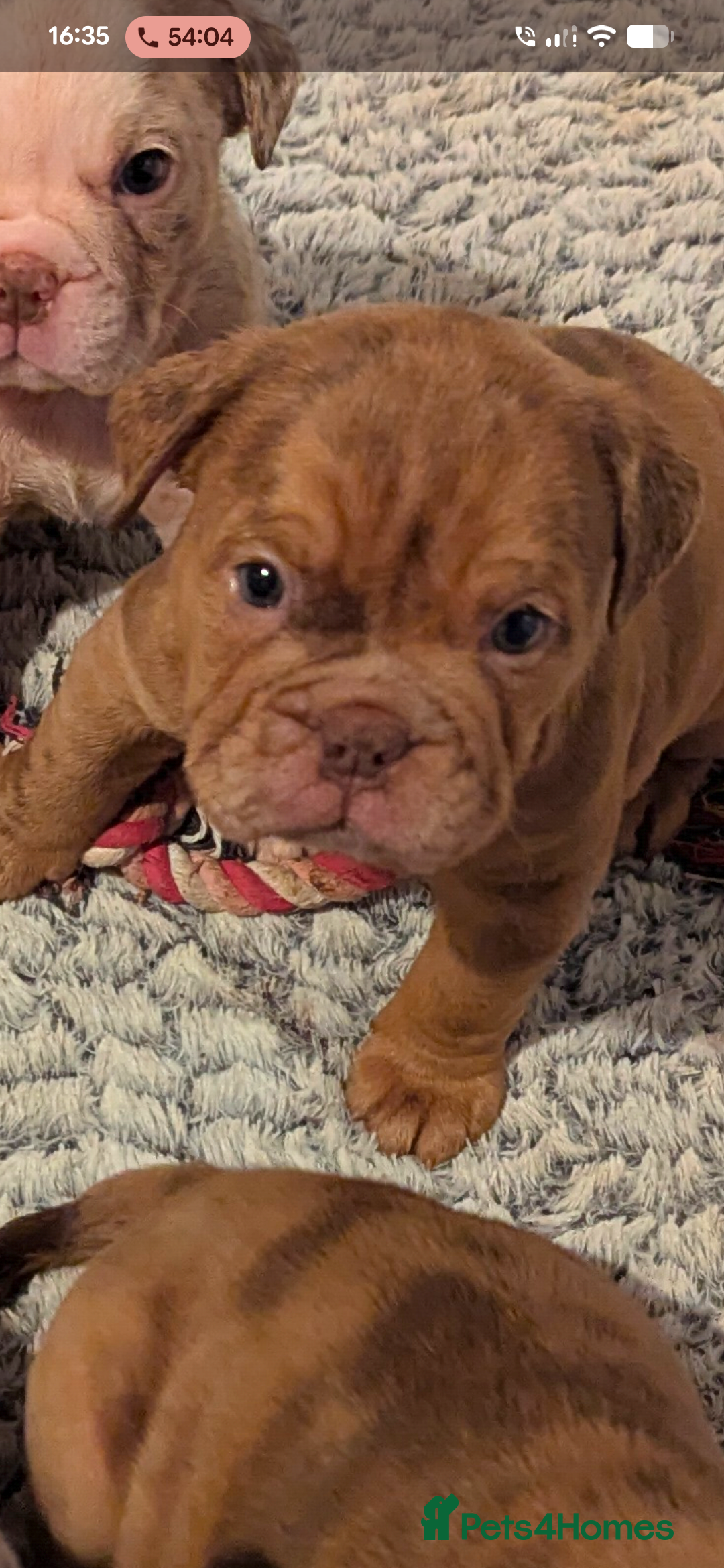 Old Tyme Bulldog dogs for sale: STUNNING OLD TYME ENGLISH BULLDOG PUPPIES  - Advert 7
