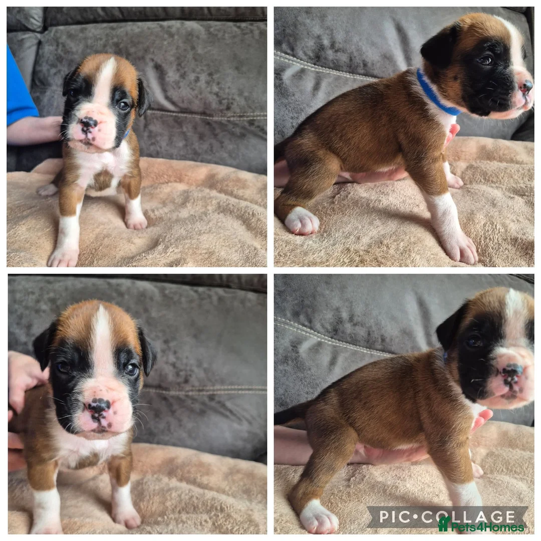 Boxer dogs for sale: 4 Beautiful Boxer Pups  - Advert 1