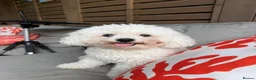 Bichon Frise dogs for sale: Beautiful KC Registered Bichon Frise Girls - Advert 7