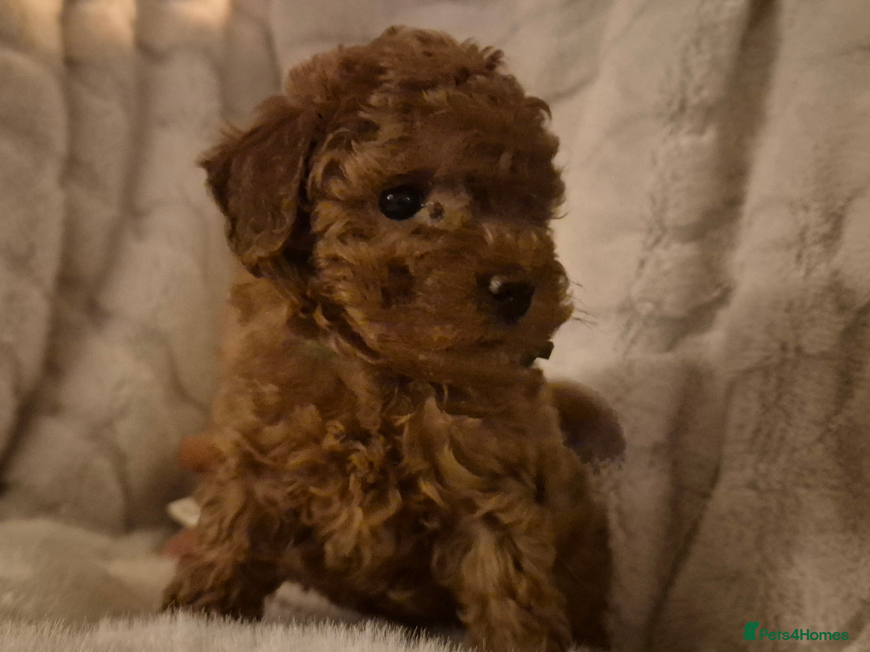 Cavapoo dogs All Puppies Have Now Been Sold - Advert 15