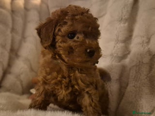 Cavapoo dogs 💓 2 Remaining Toy Cavapoo Teddy Bear Puppies 💓 - Advert 2