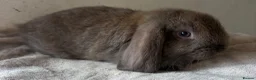 Mini Lop rabbits for sale: Beautiful mini lops available  - Advert 3