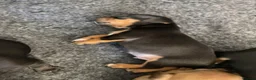 Mixed Breed dogs for sale: Frenchie Cross puppies - Advert 9