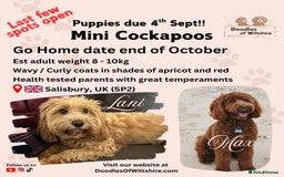 Cockapoo dogs for sale: Mini Cockapoo Puppies Due 4th Sept  - Image 1