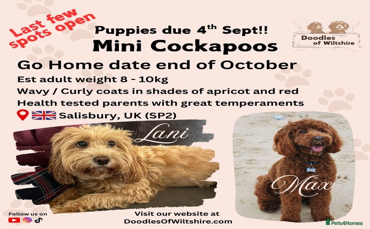 Cockapoo dogs - Advert 1