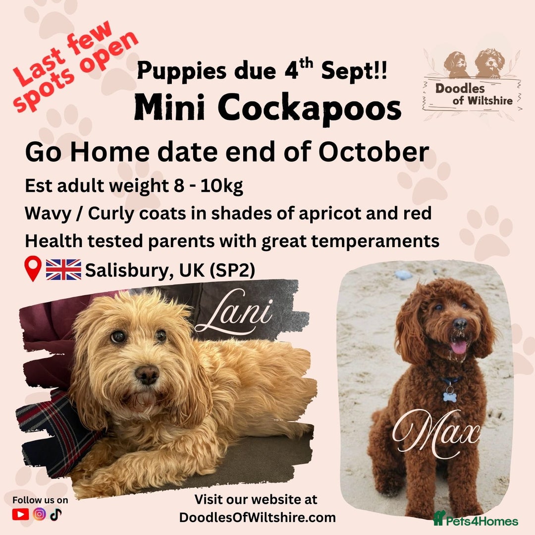 Cockapoo dogs for sale: Mini Cockapoo Puppies Due 4th Sept  - Image 1
