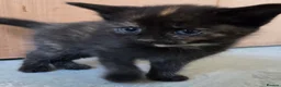 Mixed Breed cats for sale: 2 stunning kittens still available  - Advert 11