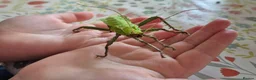 Stick Insects invertebrates for sale: Jungle nymphs - Heteropteryx dilatata in Shoreham-by-Sea - Advert 3