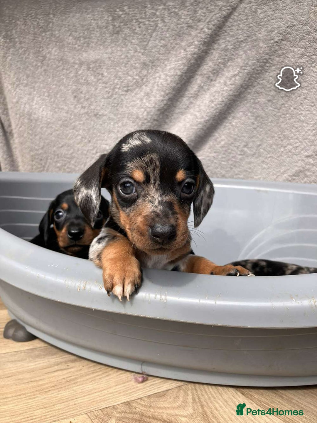 Miniature Dachshund dogs for sale: Miniature dachshund puppies - Image 9