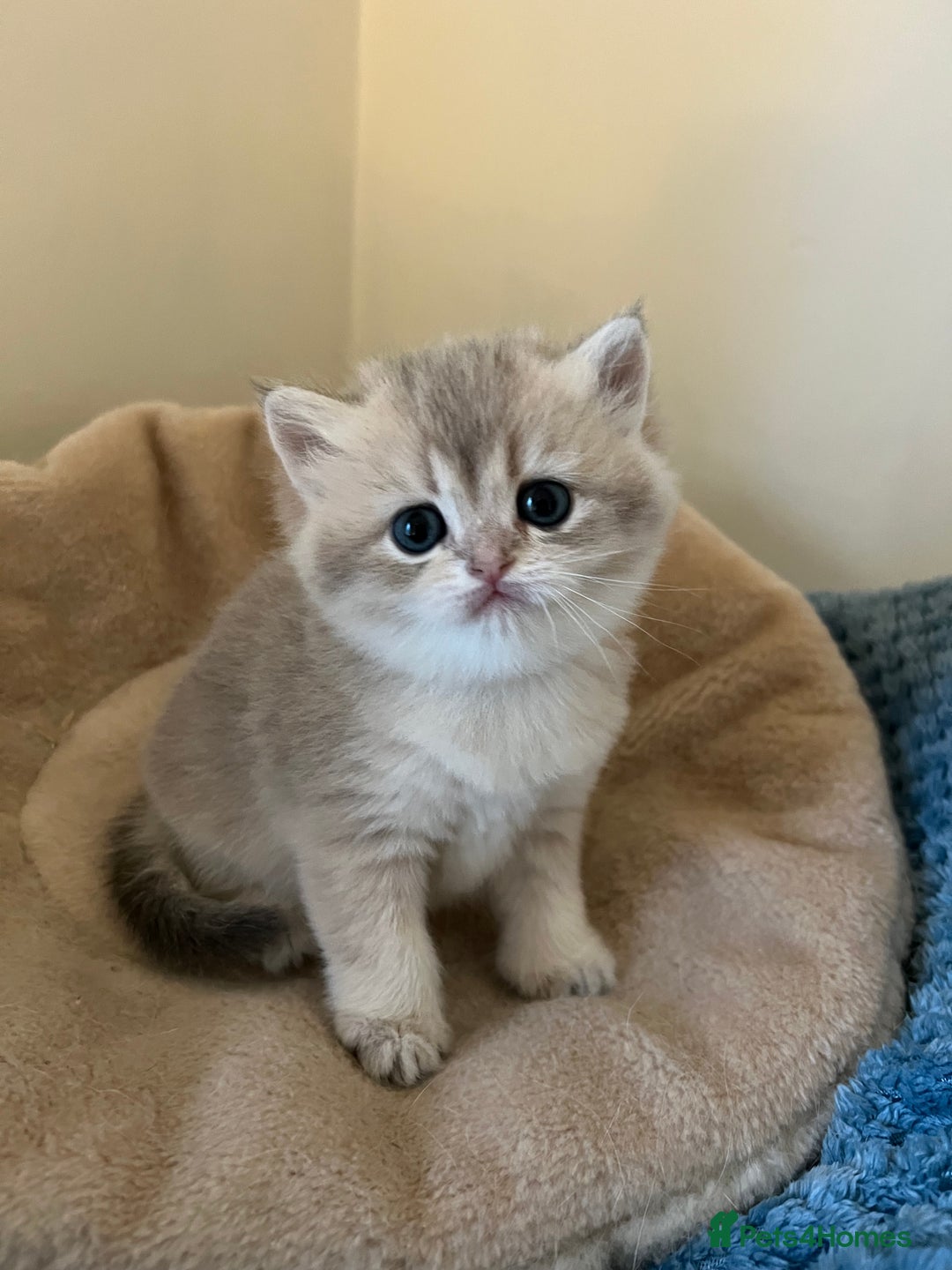 British Longhair cats for sale: Gorgeous Golden British Longhair & Shorthair  - Advert 12