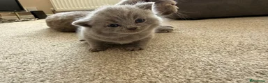 British Shorthair Kitten 2