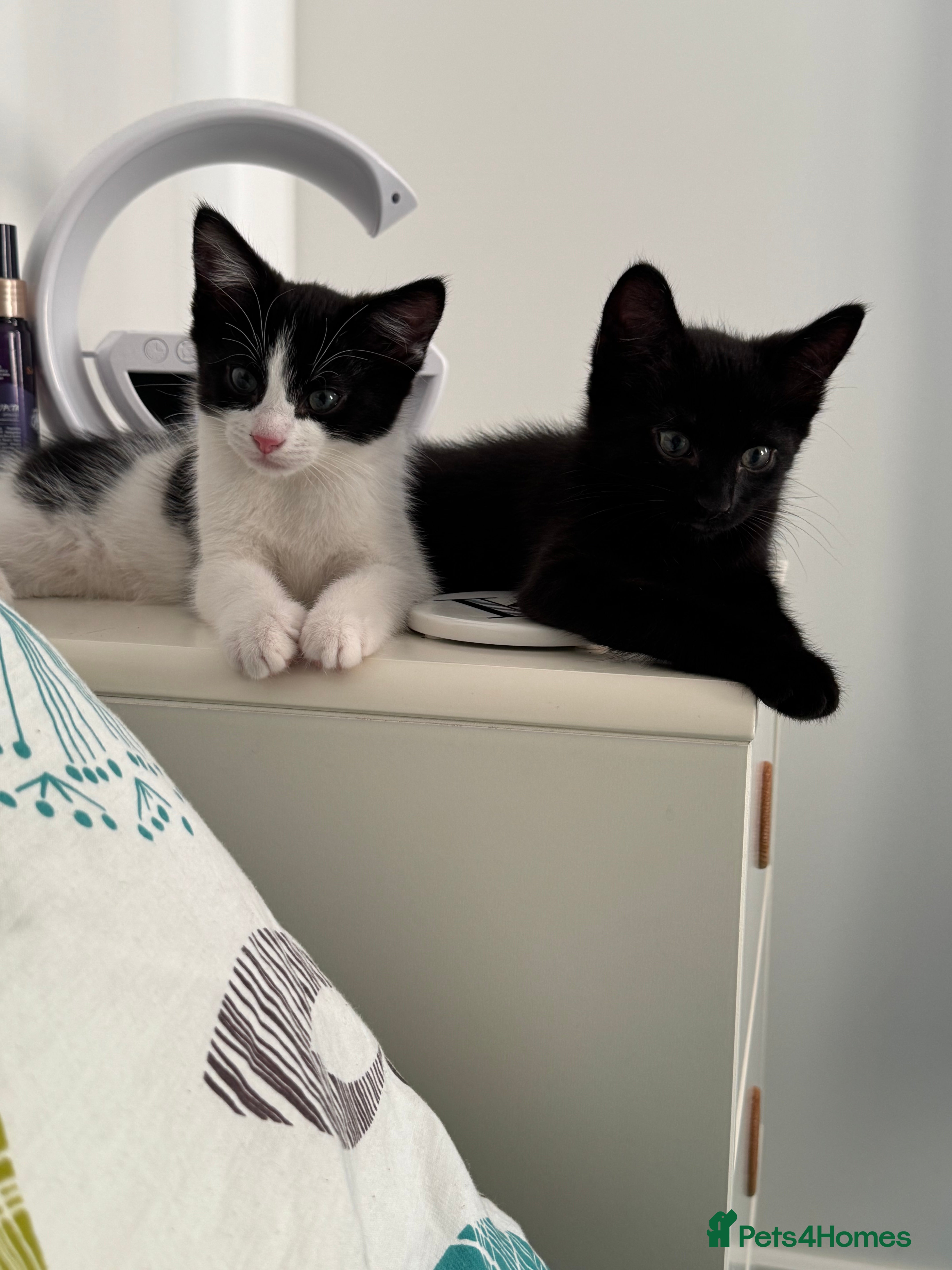 Mixed Breed cats Cats for rehoming due to ill health  - Advert 1