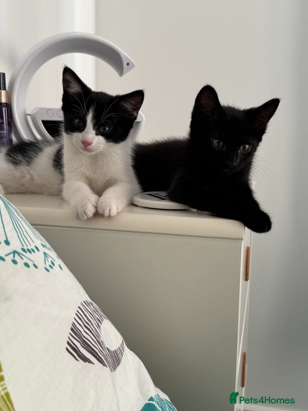 Mixed Breed cats for sale: Cats for rehoming due to ill health  - Advert 1