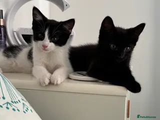 Mixed Breed cats Cats for rehoming due to ill health - Advert 2