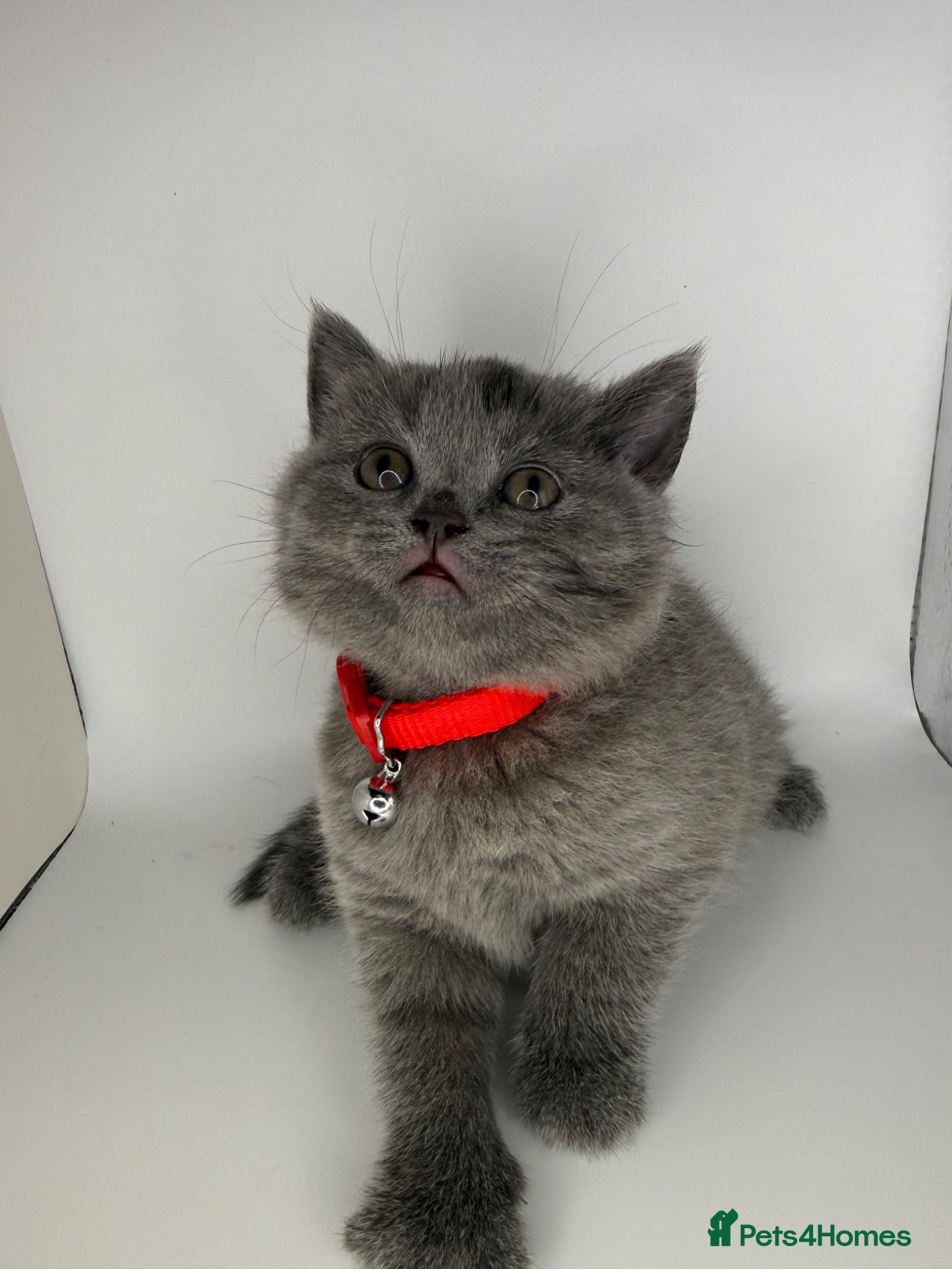 British Shorthair cats ❤️❤️❤️British shorthair kittens🐱🐱🐱 - Advert 2