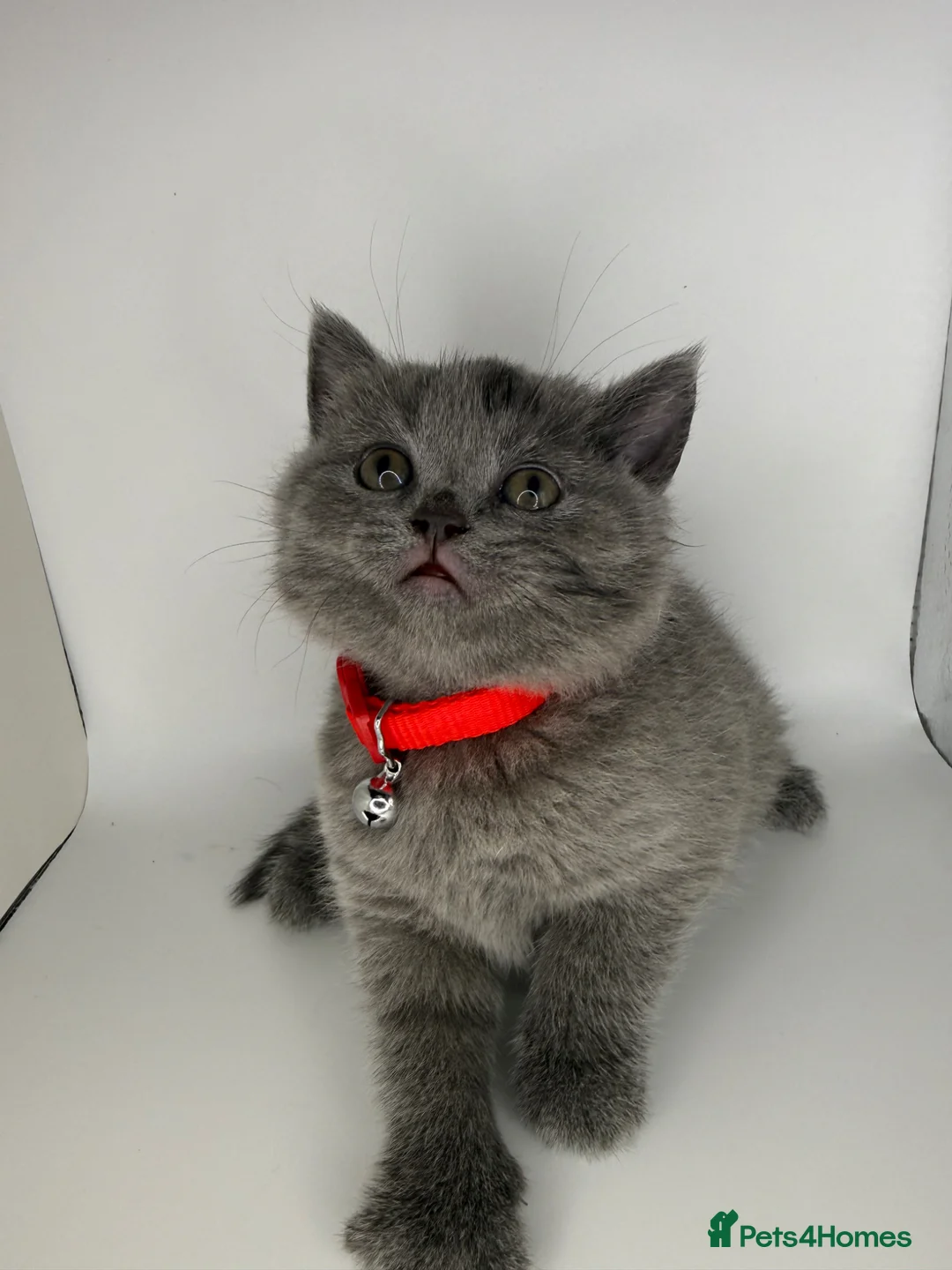 British Shorthair cats for sale: ❤️❤️❤️British shorthair kittens🐱🐱🐱 - Advert 2