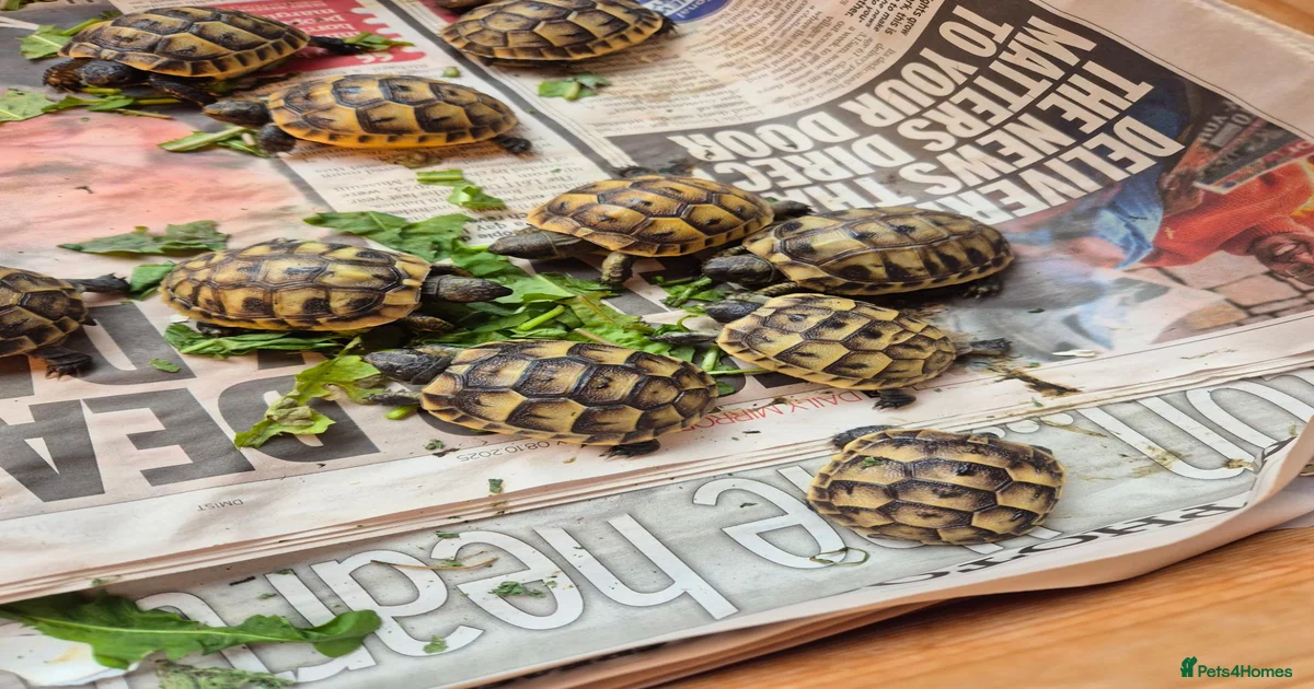 Tortoise Reptiles for sale in England | Pets4Homes