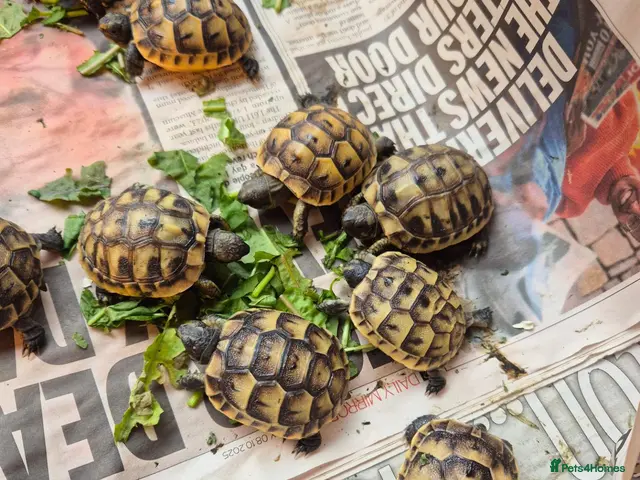 Tortoise reptiles for sale: Spurthied hatchlings - Advert 1
