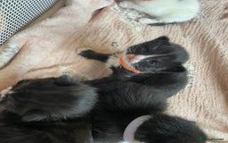 Mixed Breed cats for sale: 4 fluffy Russian blue mix kittens  - Image 5