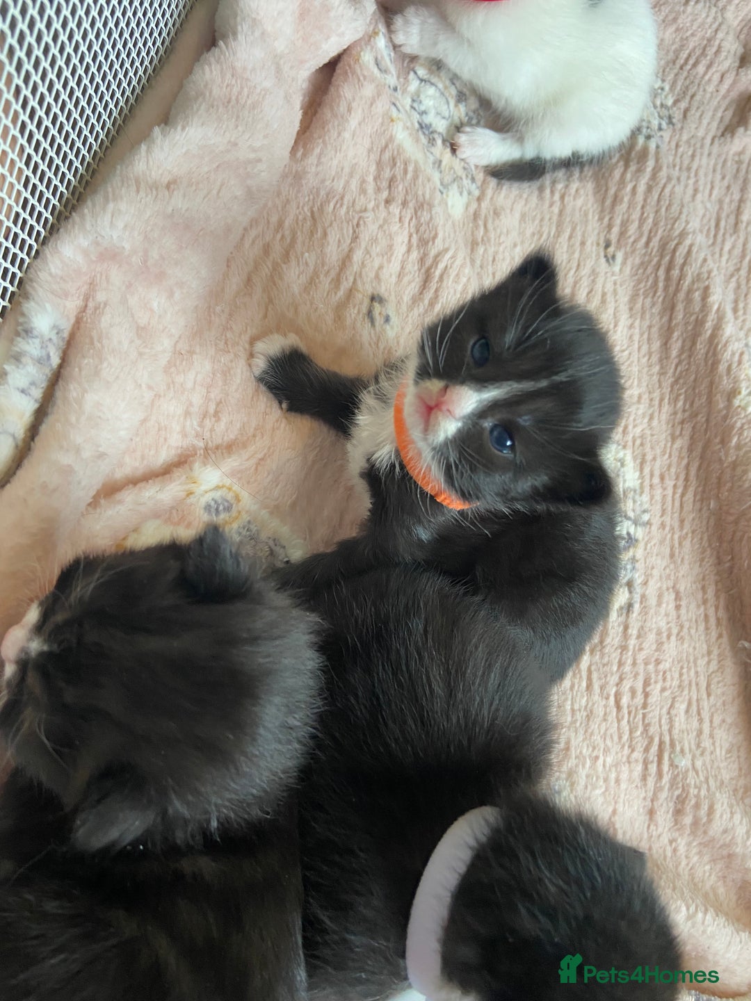 Mixed Breed cats for sale: 4 fluffy Russian blue mix kittens  - Image 5