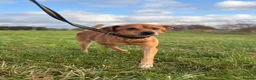 Mixed Breed dogs for adoption: Fry - Norwich Norfolk  - Advert 6