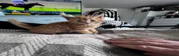 Mixed Breed cats for sale: Rare full ginger female and 2 handsome tabby boys in Hereford - Advert 8
