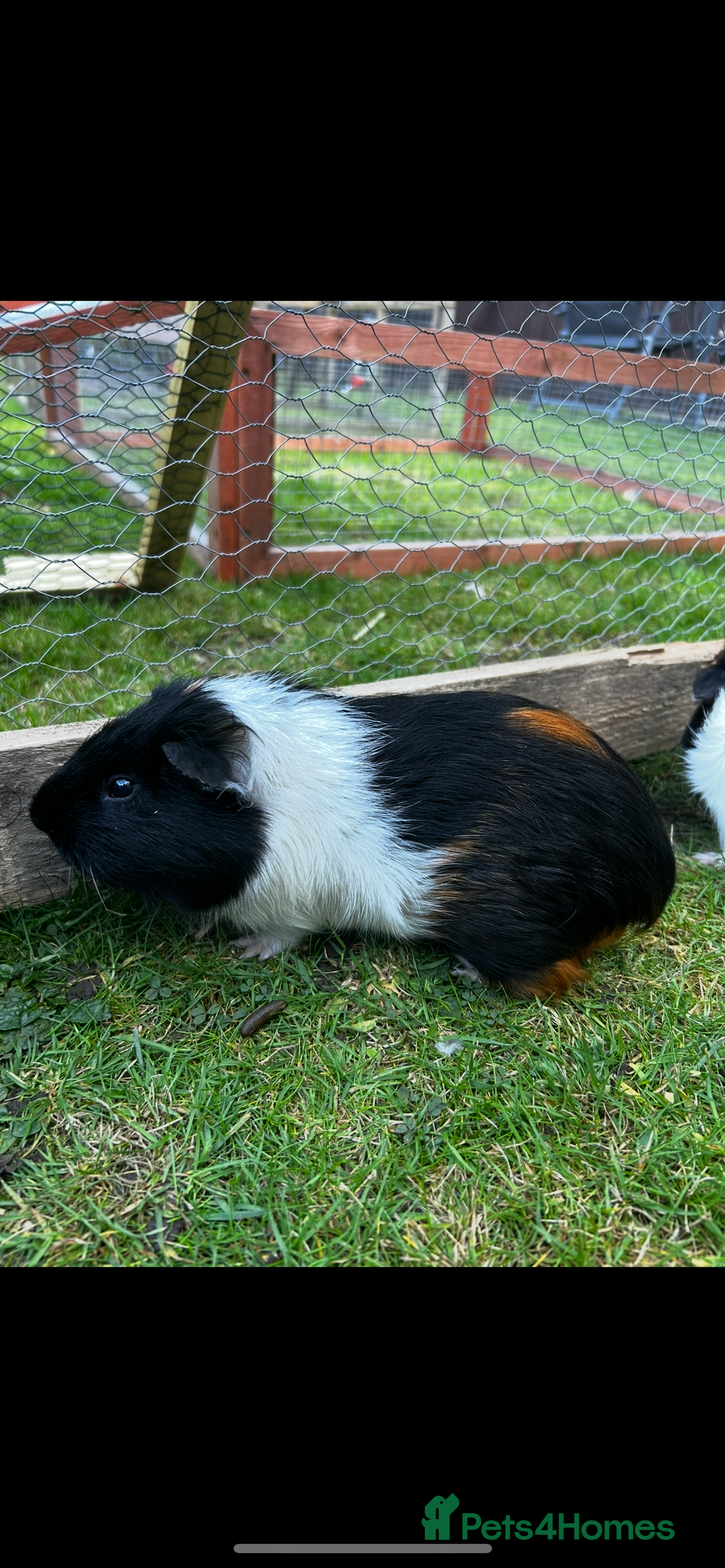 Guinea Pig rodents for sale: Jett & Fox- beautiful pair of bonded boys  - Advert 5