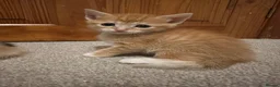 Mixed Breed cats for sale: Beautiful kittens - Advert 10