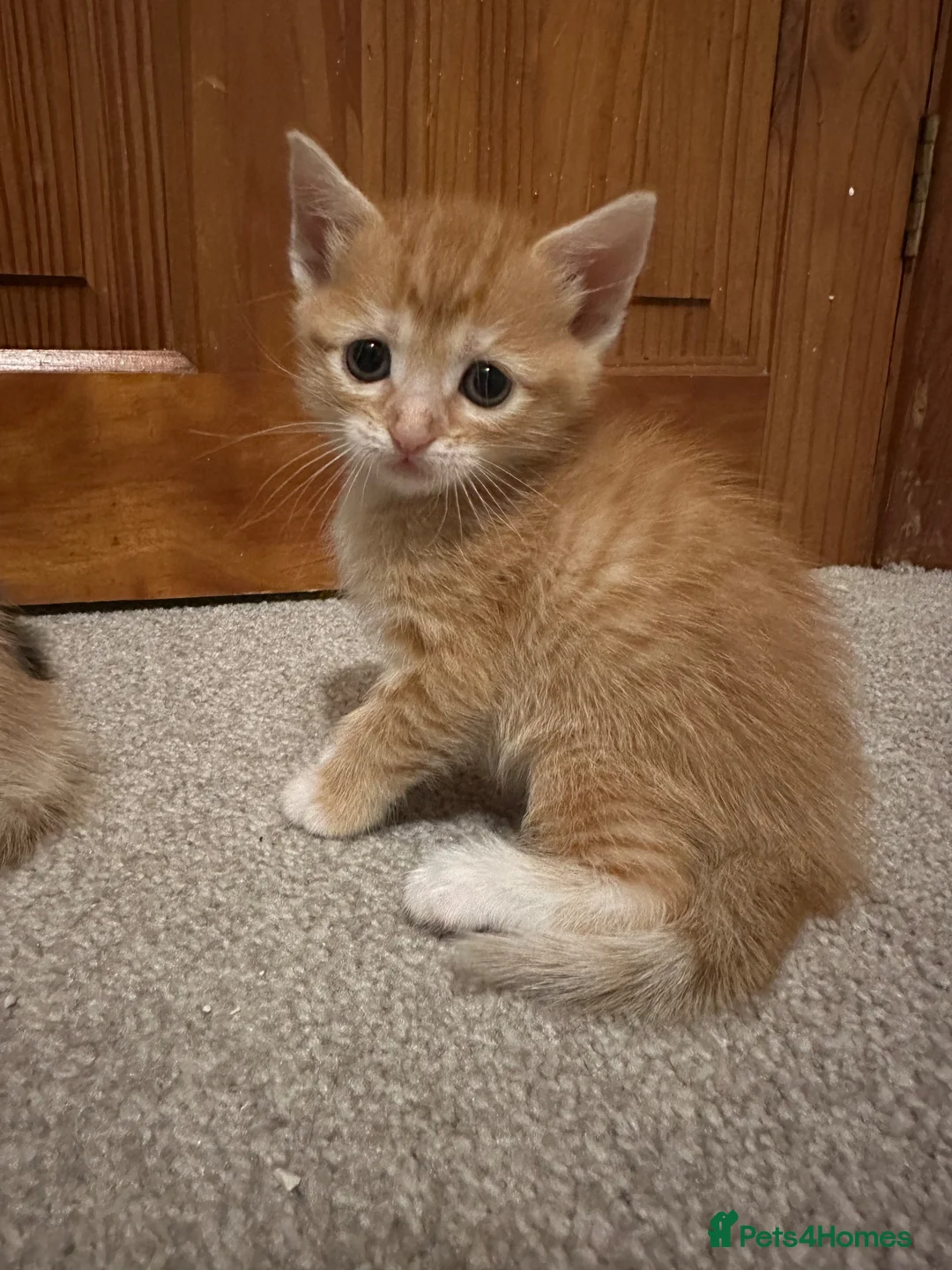 Mixed Breed cats for sale: Beautiful kittens - Advert 10