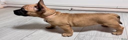 Mixed Breed dogs for sale: French Bulldog x Standard Bully Pups - Advert 7