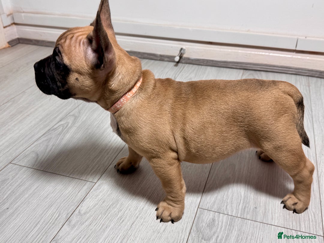 Mixed Breed dogs for sale: French Bulldog x Standard Bully Pups - Advert 7