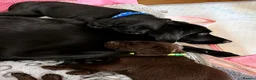 Labradoodle dogs for sale: Beautiful Labrador × Labradoodle Puppies  in Alfreton - Advert 16