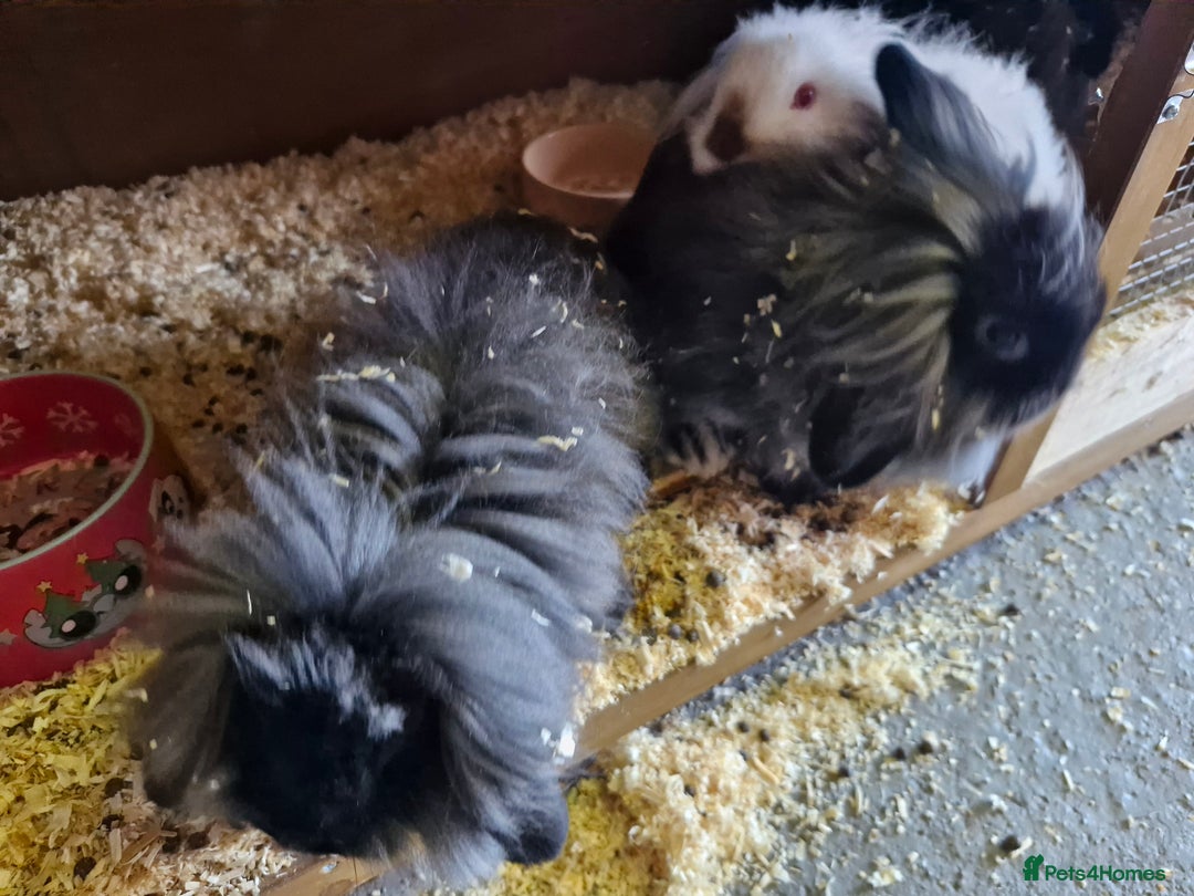 Lionhead rabbits for sale: 6 baby bunnies looking for new homes - Image 3