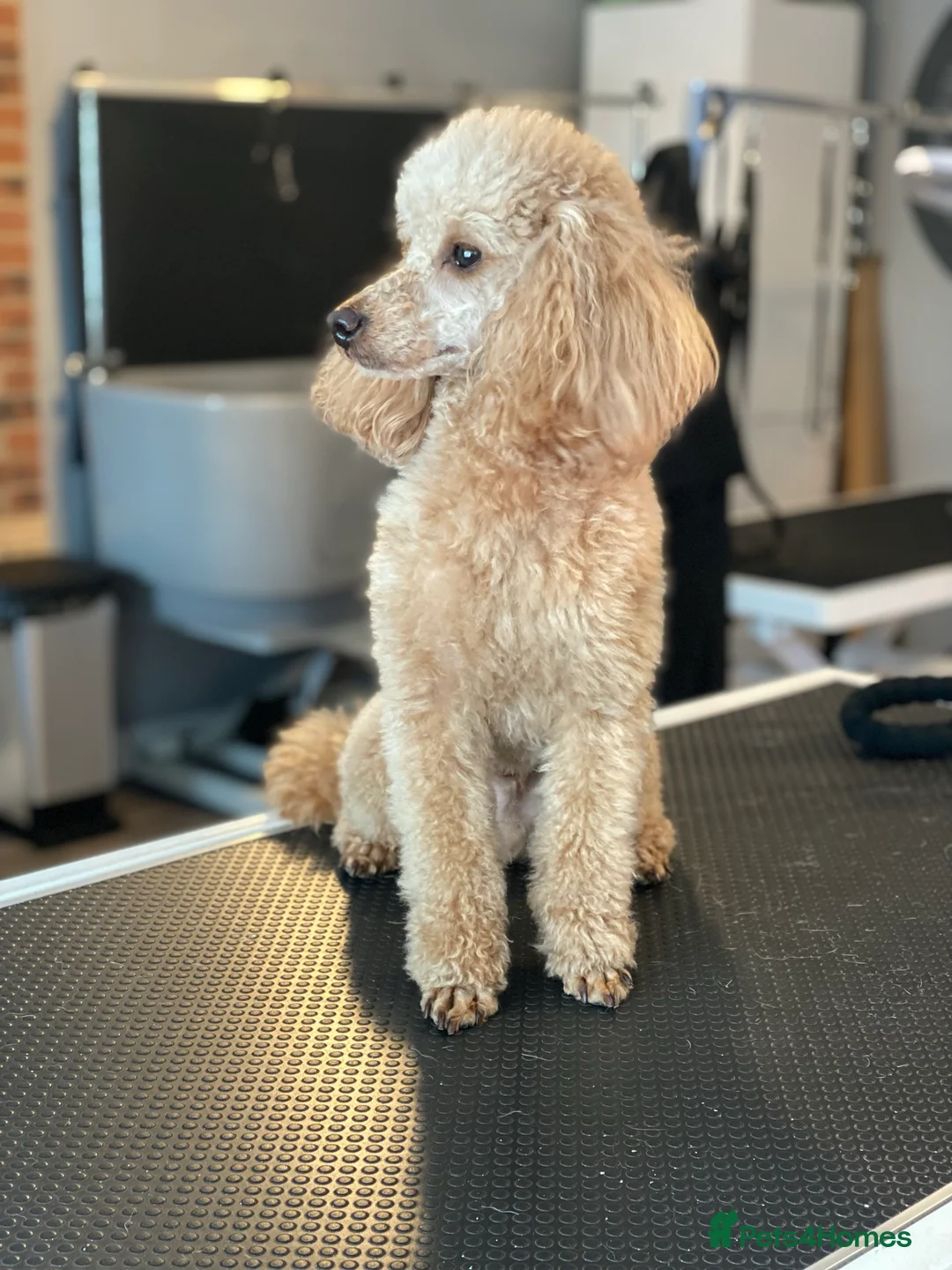 Poochon dogs for stud: KC RED TOY POODLE STUD - Advert 5