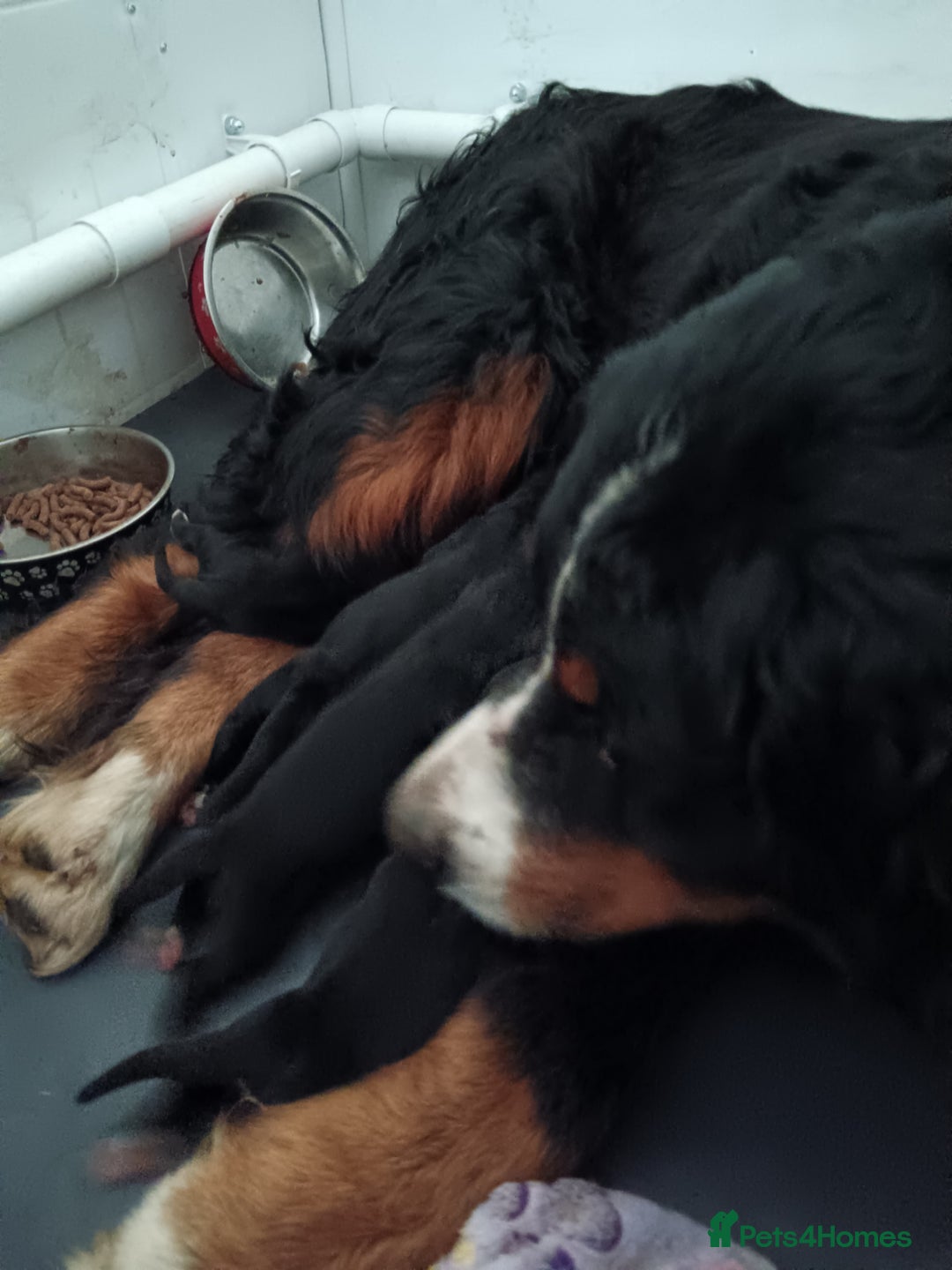 Mixed Breed dogs for sale:  berneses moutain dog x golden retriever - Advert 13