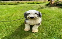 Old English Sheepdog dogs for sale: Old English Sheepdog  - Image 1