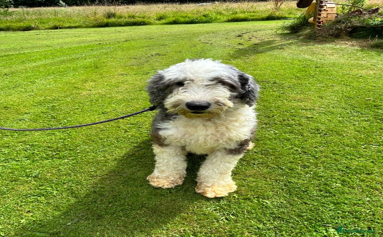 Old English Sheepdog dogs - Advert 1