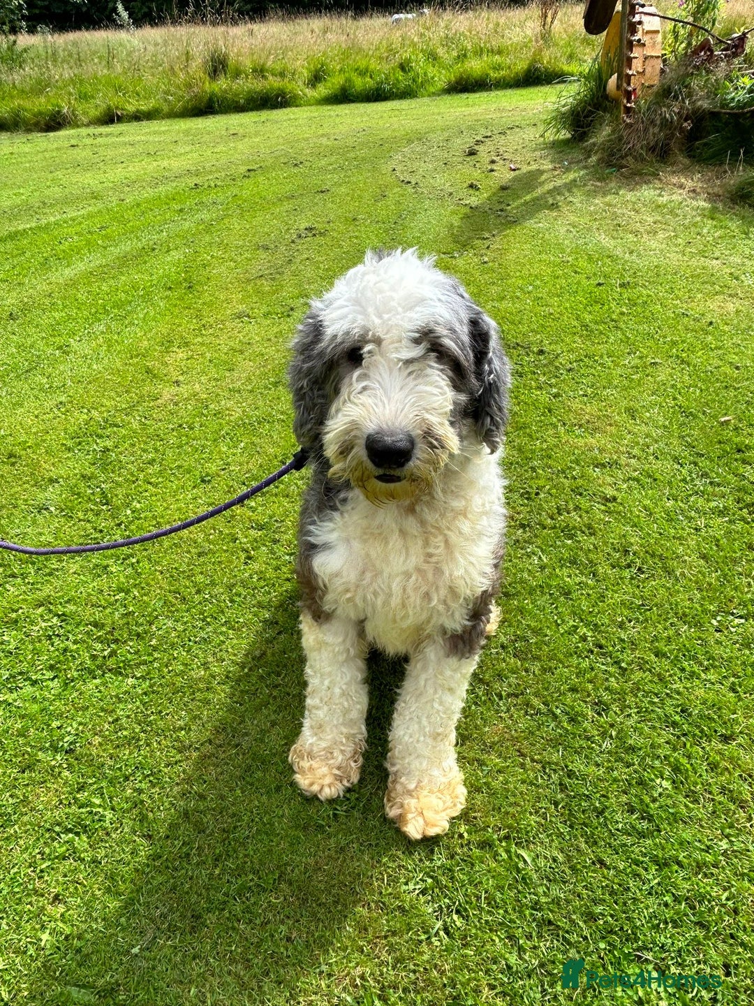 Old English Sheepdog dogs for sale: Old English Sheepdog  - Image 1