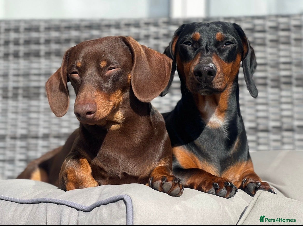 Dachshund dogs Dachshund puppies - Advert 3