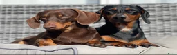Dachshund dogs for sale: Dachshund puppies in Leeds - Advert 1