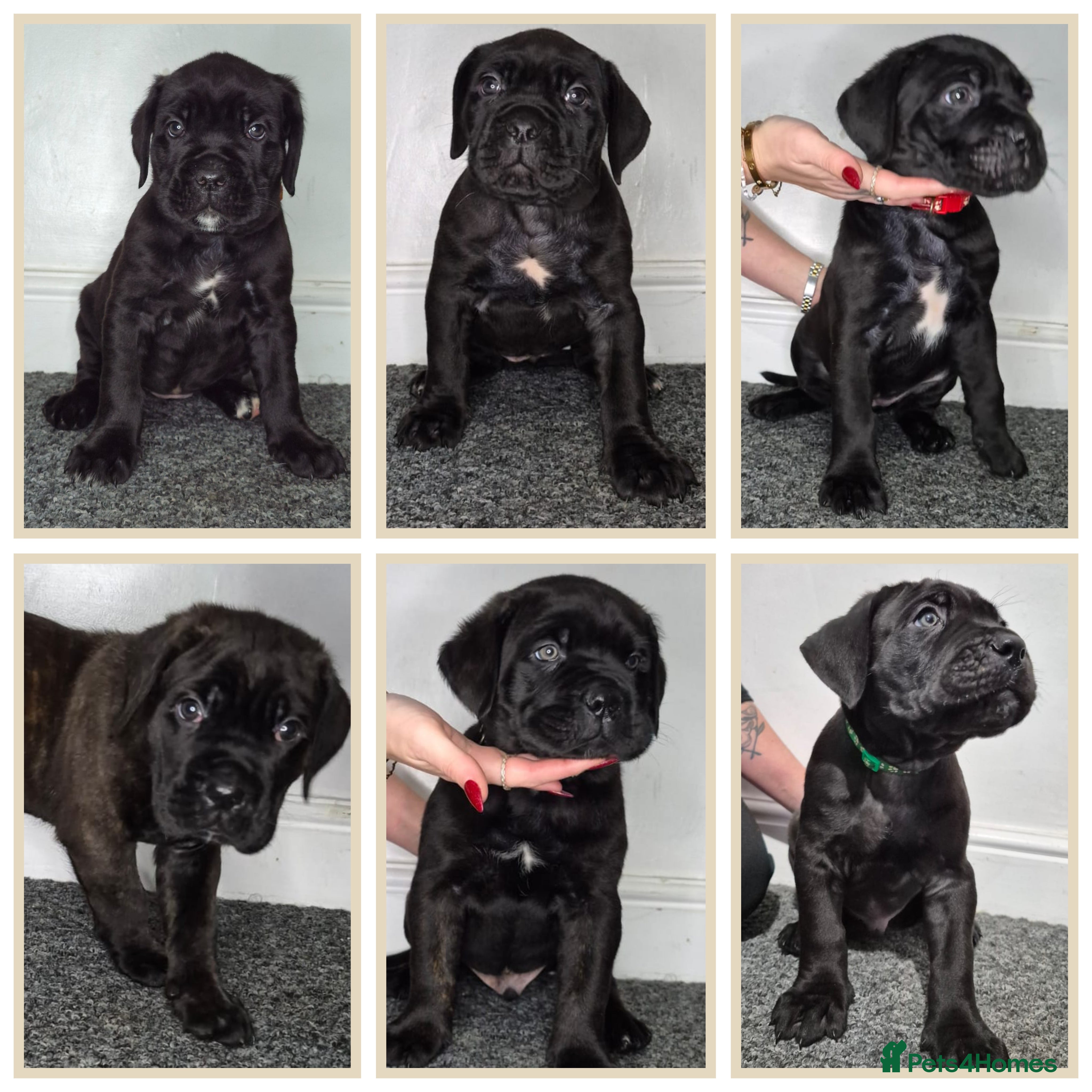 Cane Corso dogs Cane corso puppes - Advert 1