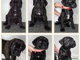 Cane Corso dogs Cane corso puppes - Advert 1